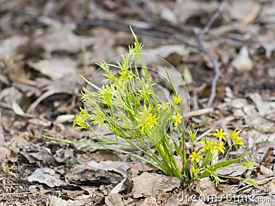 Blooming Yellow Star-of-Bethlehem, Gagea lutea, closeup, shallow DOF, selective focus Stock Photo