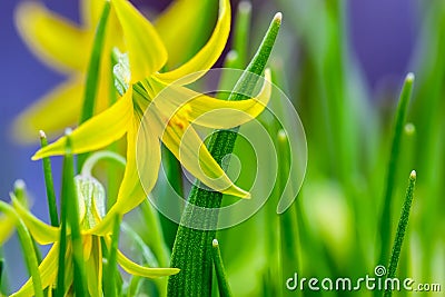 Blooming Yellow Star-of-Bethlehem, Gagea lutea. Macro. Spring natural herbal, grassy background Stock Photo