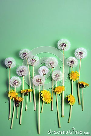 Blooming yellow and white ripened dandelion flowers on a green background Stock Photo