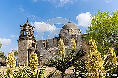 Blooming Yucca Cactus and The Mission San JosÃ© Stock Photo