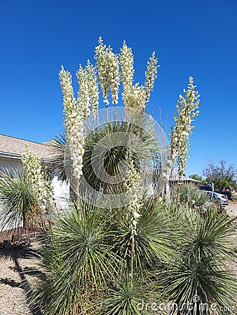 Blooming Yucca elata also known as Soaptree Yucca, Phoenix, Arizona Stock Photo