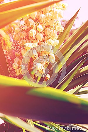 Blooming Yucca palm tree with delicate white flowers and spiky green leaves. Beautiful soft sunlight Stock Photo
