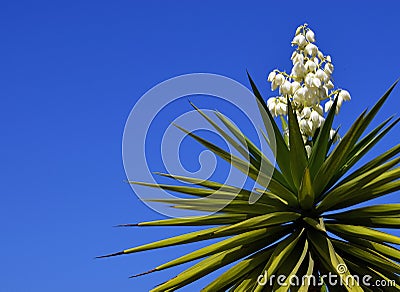 Blooming Yucca plant on a blue sky background.Spanish bayonet tree. Joshua tree.Yucca aloifolia. Stock Photo