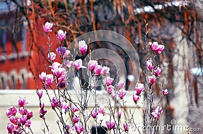 Blooms in April Stock Photo