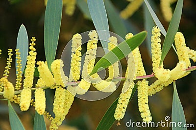 Blooms of Australian Wattle Species Stock Photo