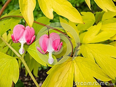 Blooms of the bleeding heart plant cultivar Dicentra spectabilis `Gold Hearts`. Brilliant gold leaves, peach-colored stems, Stock Photo