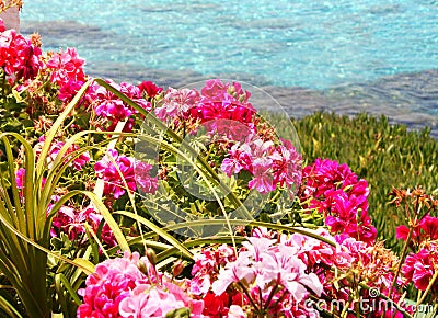 Blooms by the Ocean Stock Photo