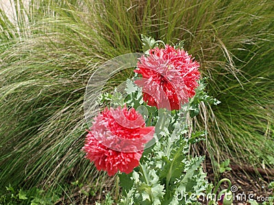 An Unidentified New Bloom Stock Photo