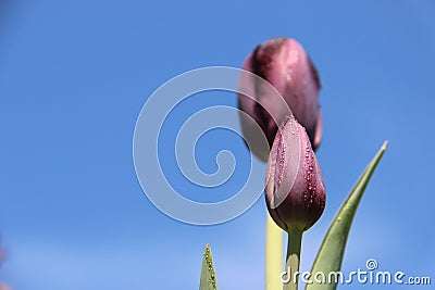 Sweet Tulip With Raindrops Stock Photo