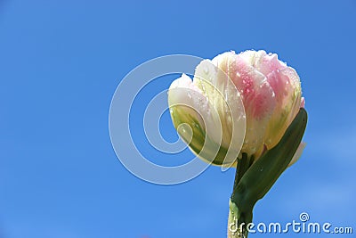 Blooms Sweet Tulip With Rain Drops Stock Photo