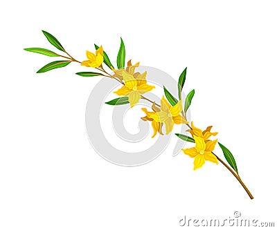 Bloomy Flower Branch with Tender Florets Vector Illustration Vector Illustration