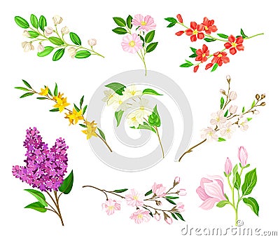 Bloomy Flower Branches with Tender Florets Vector Set Vector Illustration