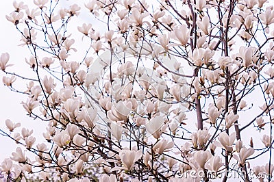 Bloomy magnolia tree Stock Photo