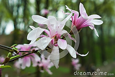 Bloomy magnolia tree Stock Photo