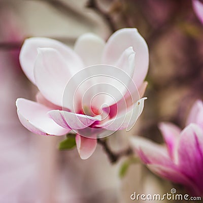 Bloomy magnolia tree with big pink flowers Stock Photo