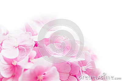 Bloosom hydrangea - pink flower on a white background. Stock Photo