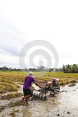 A farmer is tiring a rice field Editorial Stock Photo