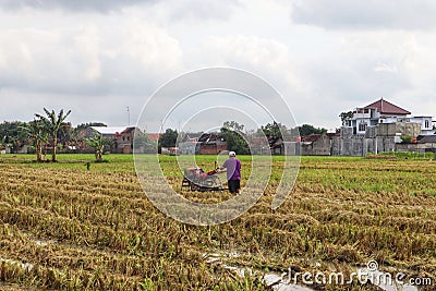 A farmer is tiring a rice field Editorial Stock Photo