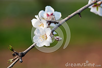 Blossom almond flower Stock Photo