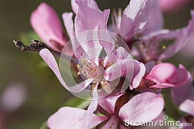 Blossom almond tree Stock Photo