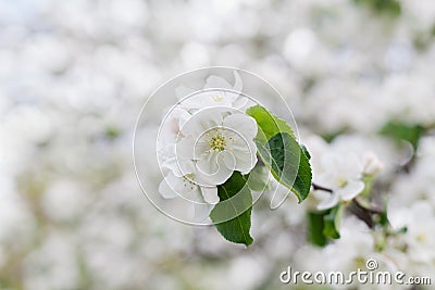 Blossom apple branch, spring flowers in garden Stock Photo