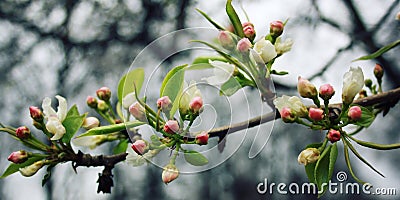 Blossom apple tree. Spribg bloom. Vintage effect. Stock Photo