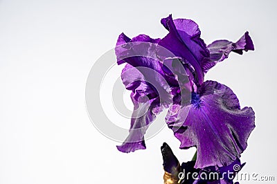 Blossom of big puprle iris garden flower Stock Photo