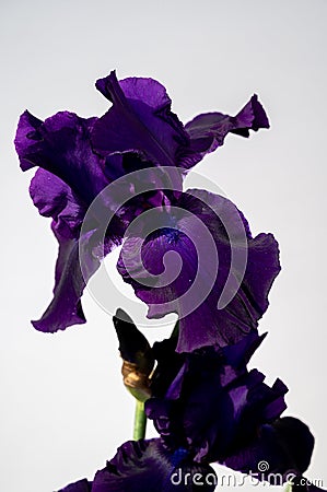 Blossom of big puprle iris garden flower Stock Photo