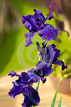 Blossom of big puprle iris garden flower Stock Photo