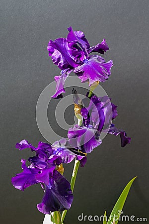 Blossom of big puprle iris garden flower Stock Photo