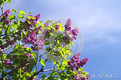 Blossom blooming branches lilac Stock Photo