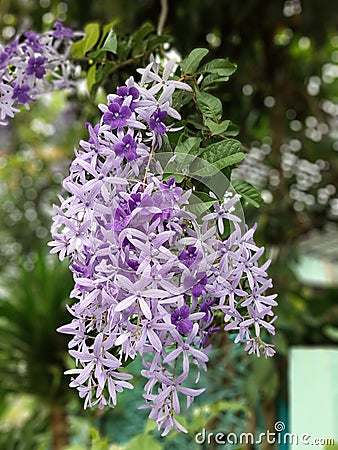 Blossom bouquet of Sandpaper vine, Queens Wreath, Purple Wreath, Petrea Volubilis L. and bokeh background Stock Photo