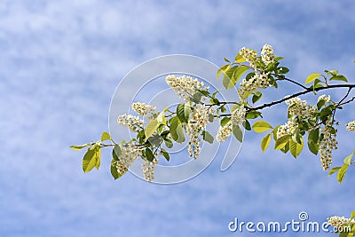 Blossom branch Stock Photo