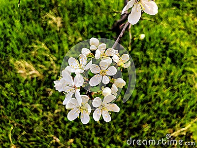 Blossom branch close-up. Spring weather, sunny sky, flowering trees in the village. Stock Photo