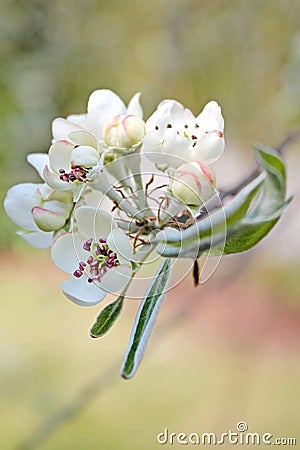Blossom branch. Stock Photo