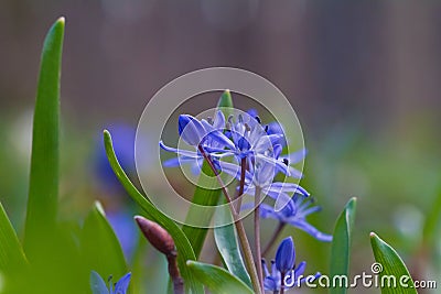 Blossom and buds of blue tender squill flowers, Scilla bifolia, spring in forest, background texture Stock Photo