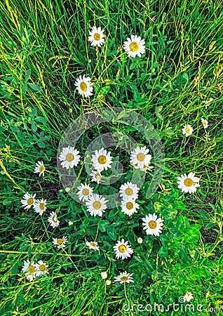 Blossom chamomile on the fild top view Stock Photo