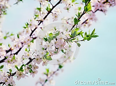 Blossom cherry or apple branch against blue sky Stock Photo