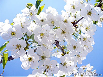 Blossom cherry branch, beautiful spring flowers for background Stock Photo