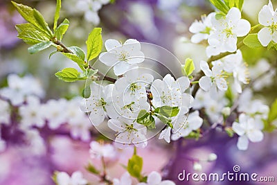 Blossom cherry branch, beautiful spring flowers for vintage background Stock Photo