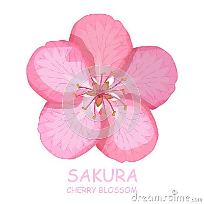 Blossom cherry tree. Traditional Japanese Sakura. Vector Illustration