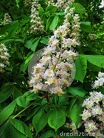 Flowering chestnut spring in the park Stock Photo