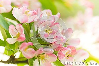 Blossom from Crab apple tree in spring Stock Photo