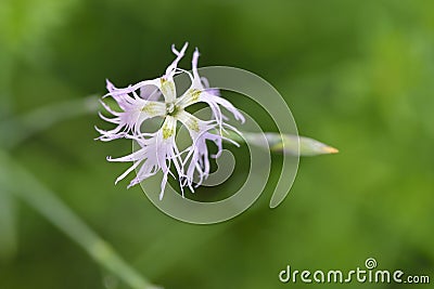 Blossom from Dianthus superbus Stock Photo