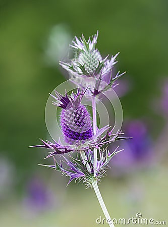 Blossom of Eryngium Leavenworthii wildflower Stock Photo