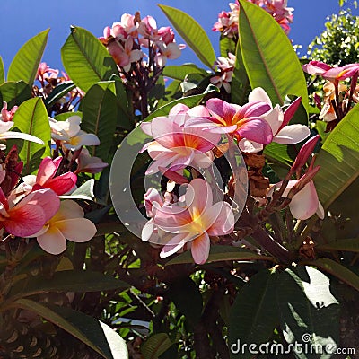 Blossom exotic Frangipani pink plumeria Editorial Stock Photo