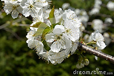 Blossom flower trees in sunny day Stock Photo