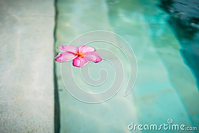 Blossom of Frangipani-Flower floating in pool Stock Photo