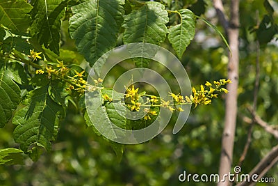 Blossom of Golden Rain tree or Koelreuteria paniculata close-up, selective focus, shallow DOF Stock Photo