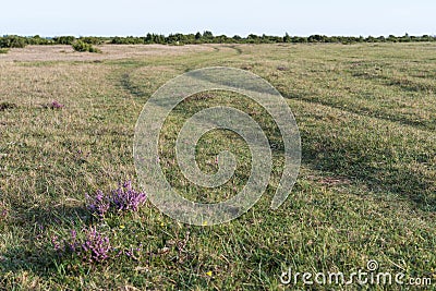 Blossom heather by a winding grass road Stock Photo